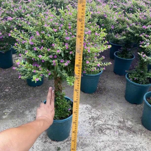 矮霸老桩耐热好养满天星棒棒糖造型盆栽阳台庭院四季开花好养植物