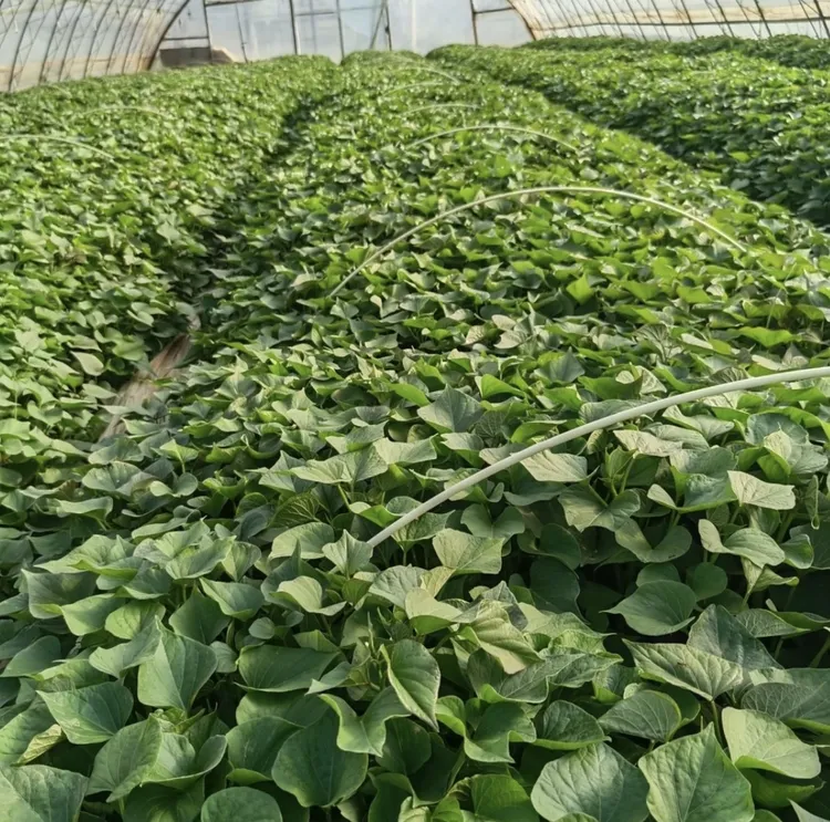 陕西秦薯五号高剪红薯秧苗板栗红薯现剪现发地瓜苗红薯苗