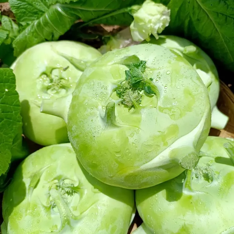 芥兰头湖南衡阳农家应季新品蔬菜无筋芥菜头新鲜大头菜每日现摘