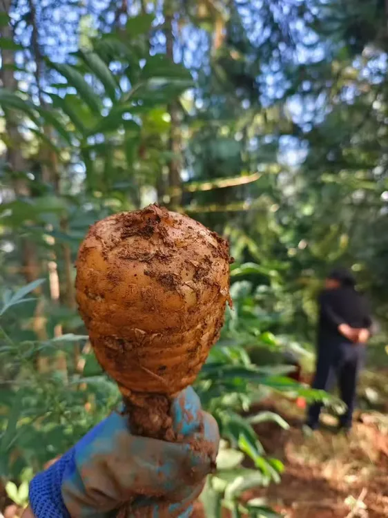 正宗昭通新鲜天麻云南湿天麻彝良活天麻小草坝生天麻野外种植煲汤
