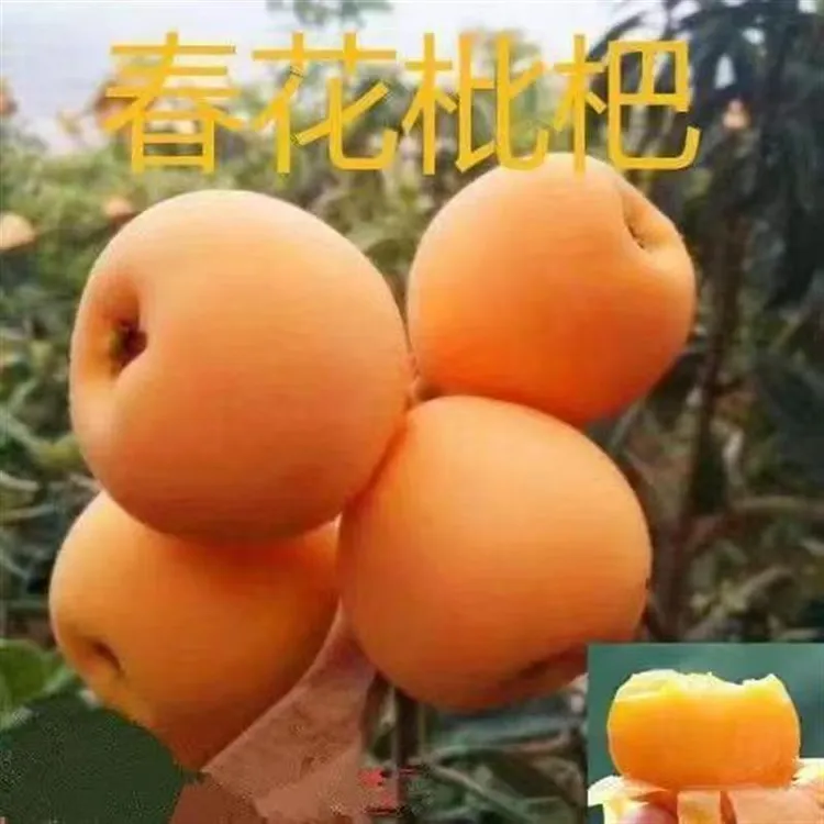 枇杷树苗正宗嫁接春花枇杷树苗特大无核南方北方种植盆栽枇杷树苗