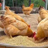 金陵土鸡整鸡生鲜肉质鲜美到手15只（包邮）