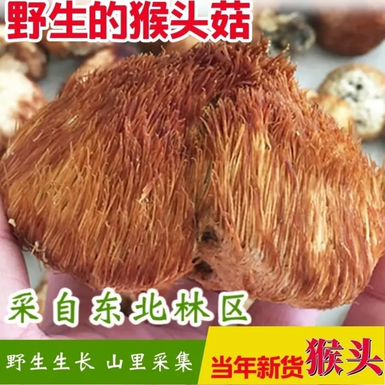 东北深山纯野生猴头菇菌香浓郁营养丰富的山货