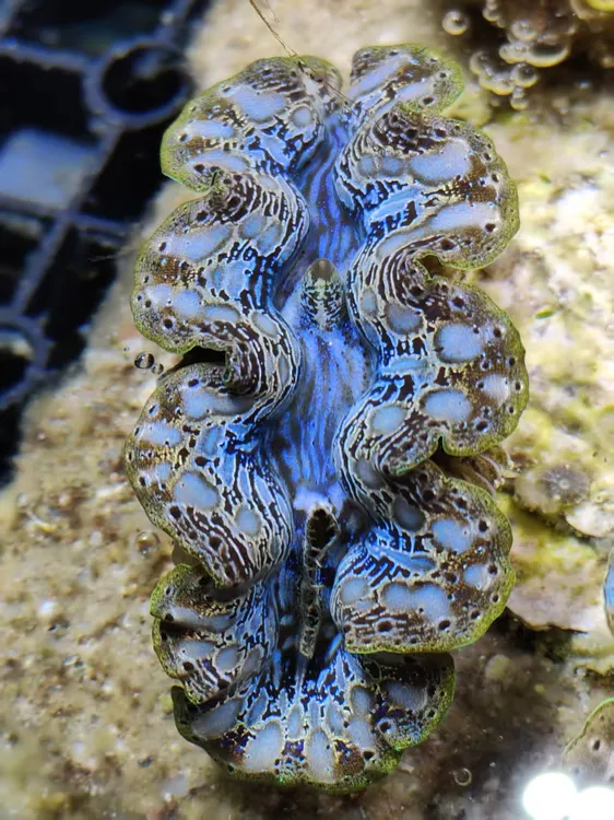 一物一图 现货直拍  基座