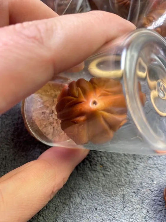 橄榄核手把件巴西进口生命题材四面雕刻工艺