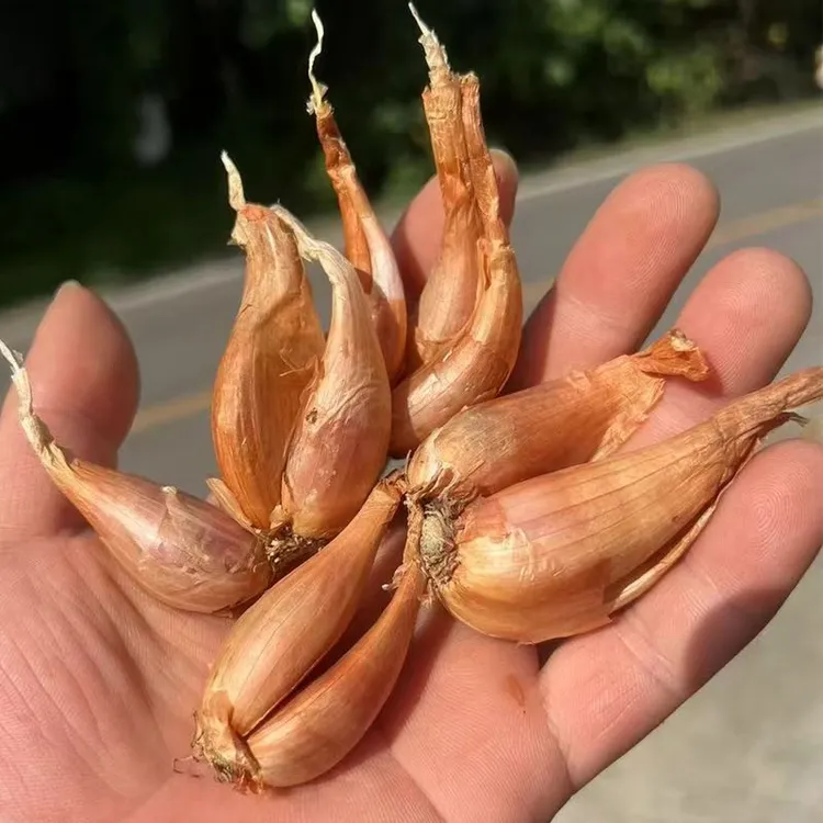 正宗四川小香葱黄葱头红葱头干葱头子四季葱火葱食用商用家庭炸油