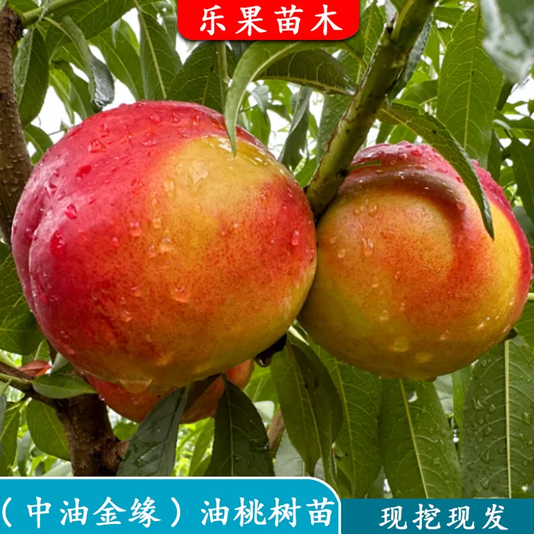 中油金缘桃树苗嫁接新品种特大黄肉油桃苗盆栽地栽北南方当年结果