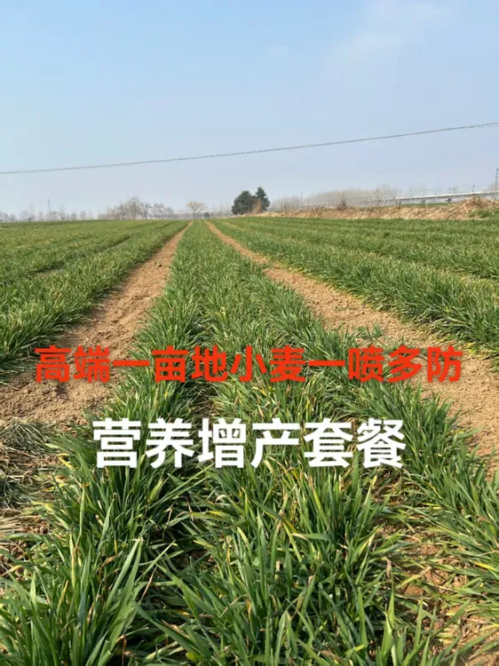 高端一亩地小麦一喷多防营养增产高产套餐水溶叶面肥