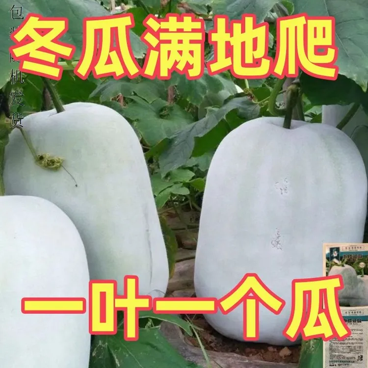 新（爬满地白皮冬瓜特大粉皮冬瓜种子种籽苗阳台四季东瓜巨型蔬菜