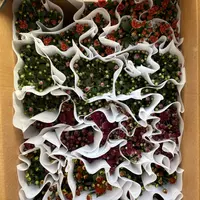 精品桌面款小菊到手两盆两色