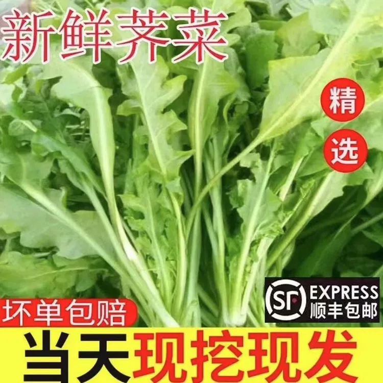 【顺丰包邮】河南露天新鲜荠菜包饺子馅馄饨现挖现发野菜岌岌菜