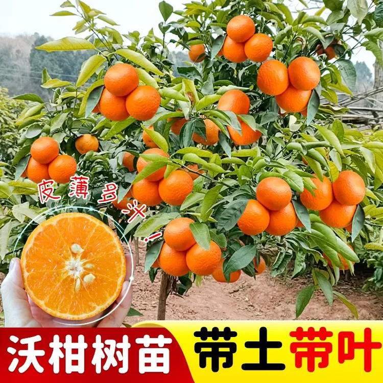 沃柑树苗正宗无核无籽沃橘苗盆栽地栽果树苗