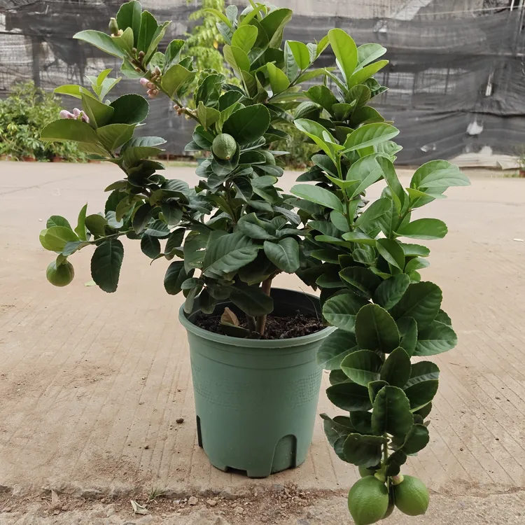 广东四季香水柠檬树盆栽四季开花结果一物一拍