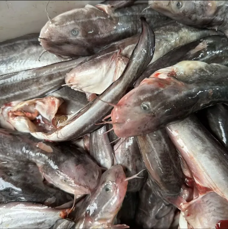 惠来神泉港本港野生沙毛鱼（帮洗杀好一包400克）顺丰冷链发货