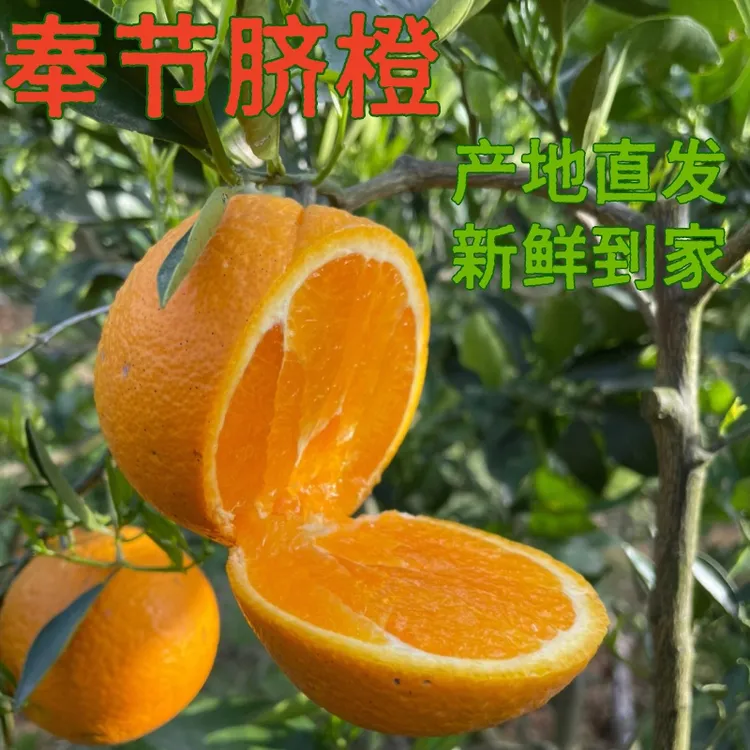 重庆奉节脐橙春橙橙子柑橘榨汁新鲜果冻甜冰糖脐橙多汁美味无核