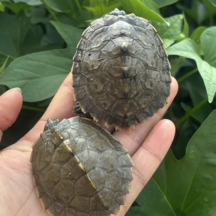 纯外塘冷水龟地图4～6厘米活体观赏龟