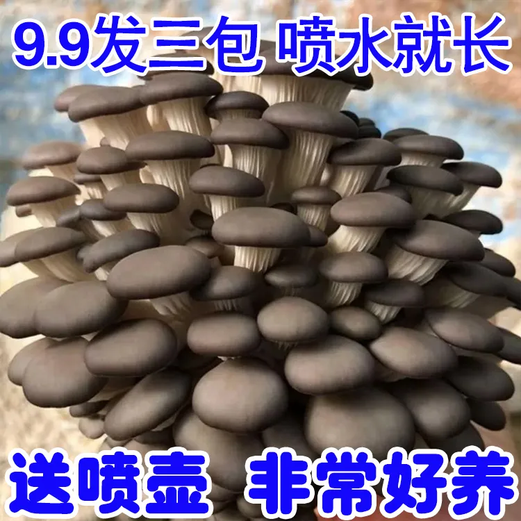 【买1发3】蘑菇菌包好养食用菌菌棒平菇种植包菌菇包菌种包喷水就长