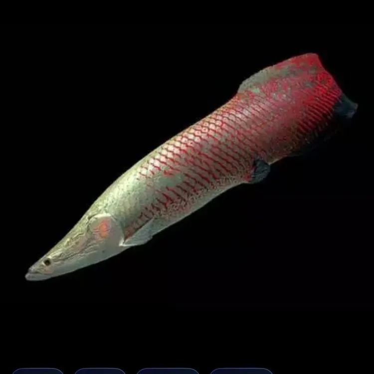 顺丰包邮巨骨鱼苗红尾巴暴花海象猛鱼养鱼饲养混养活体热带鱼