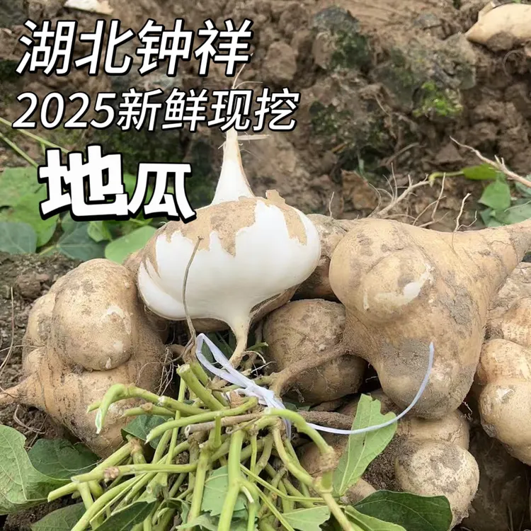 湖北钟祥新鲜现挖地萝卜凉薯地瓜白瓜土瓜沙葛当季水果蔬菜产地发