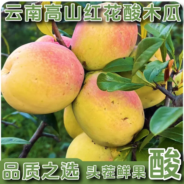 正宗云南红花酸木瓜当季水果孕妇水果云南特产水果炖鸡炖鸭煮鱼