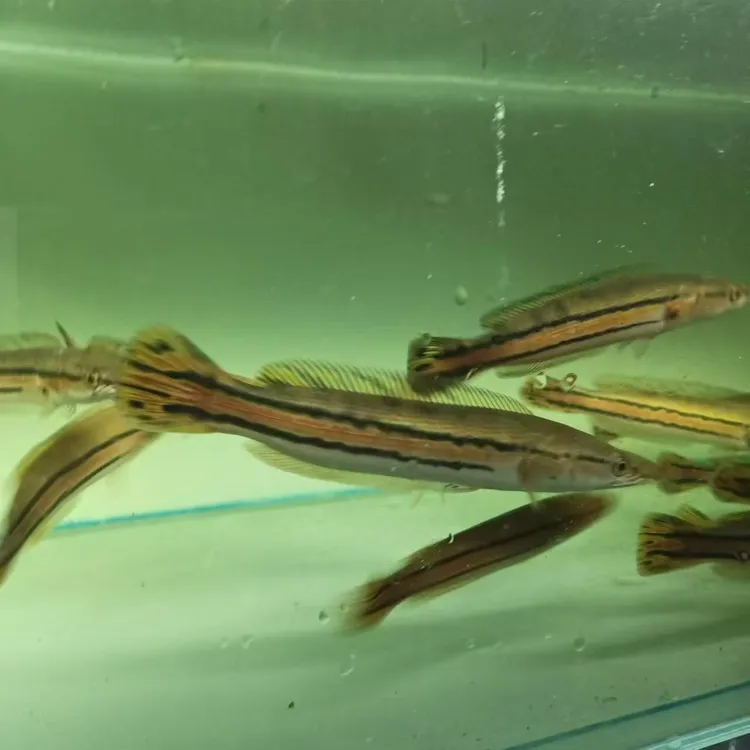 铅笔雷龙活体铅笔中大型热带观赏鱼