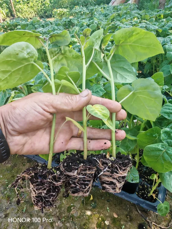 云南大树番茄盘苗 树番茄小苗适合庭院种植无需搭鸡蛋果批发