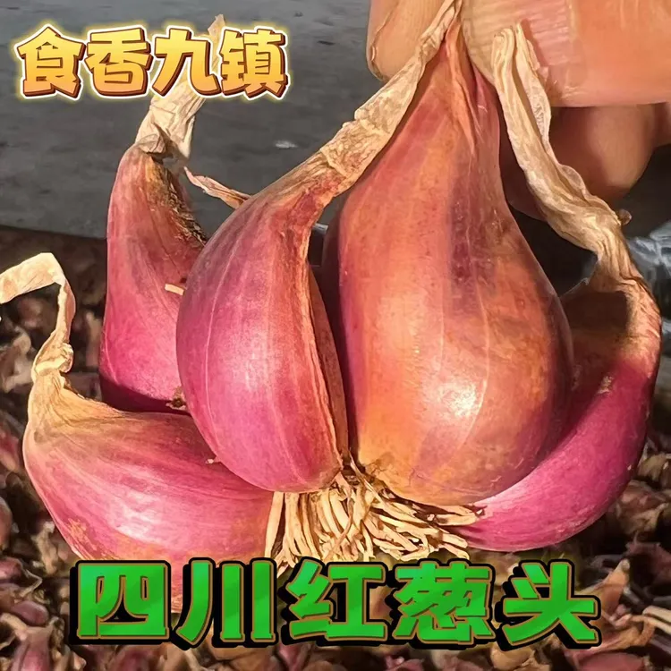 【福利】四川农家红葱头可食熬葱油特香的蔬菜15度到25度可种植