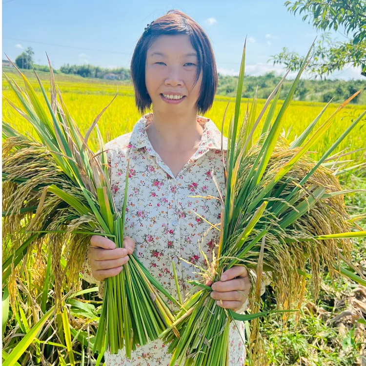 【大姐推荐丝苗香】2025现磨现发原生态品种是野香优到手十斤装