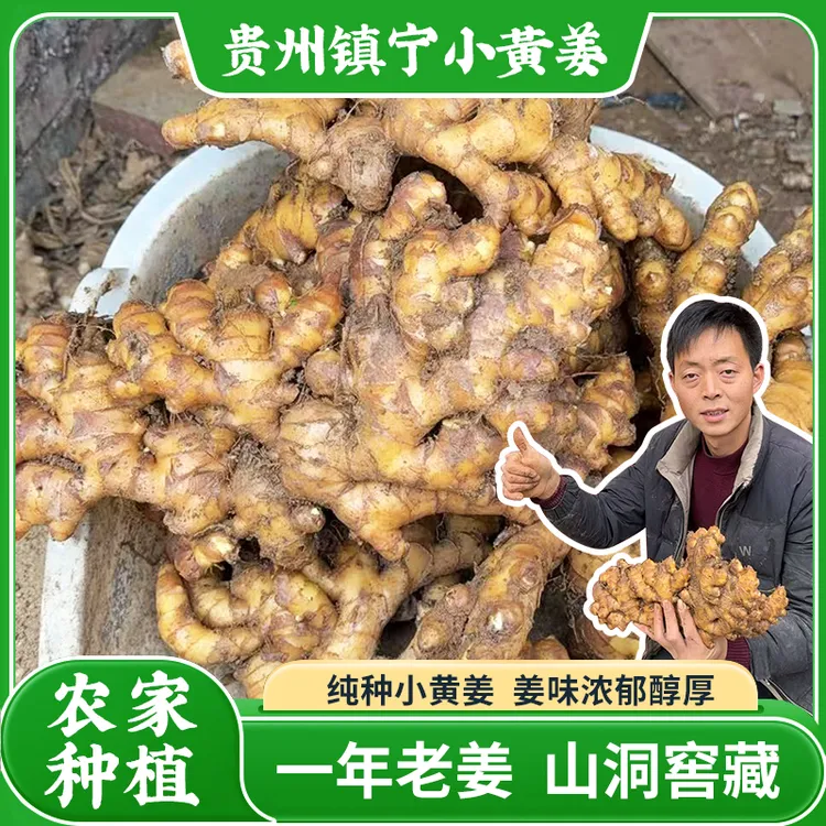 （一年老黄姜）贵州镇宁小黄姜农家种植一年老姜