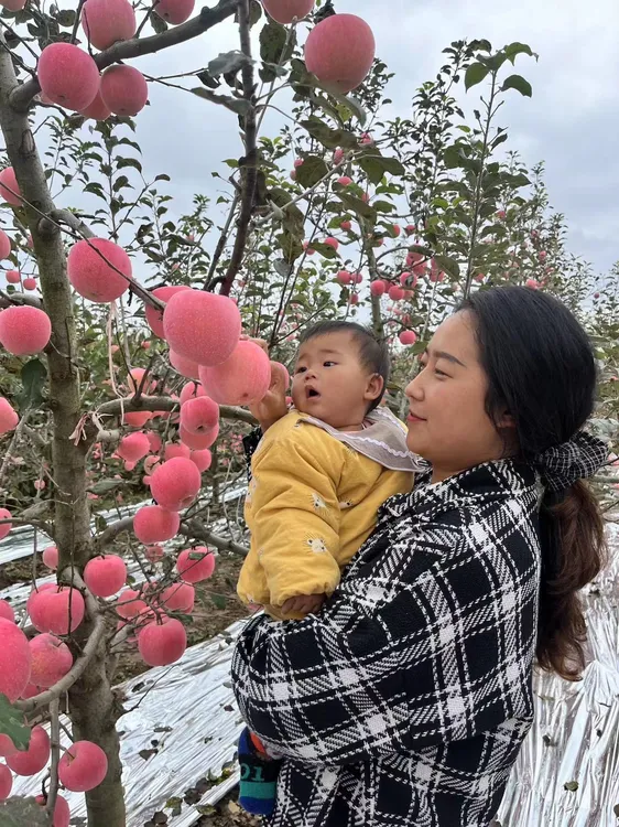 陕西条纹红富士苹果脆甜多汁现摘现发净重4.5斤/8.5斤包邮