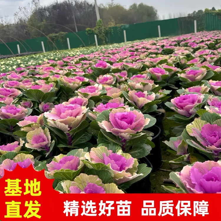 多年生盆景（羽衣甘蓝鲁西露）古桩造型耐寒耐冻