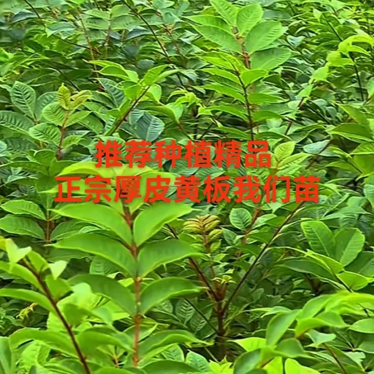 正宗厚皮大叶川黄柏苗