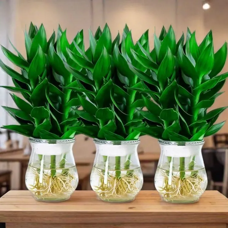 转运旺宅观音竹水培绿植客厅除甲醛净化空气好养