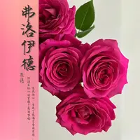 【弗洛伊德 】单头玫瑰/玫瑰中的“爱马仕‘’/鲜切花