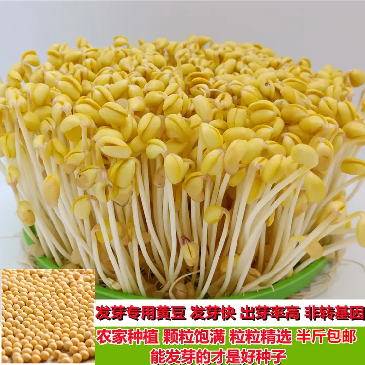 发豆芽专用黄豆新黄豆生豆芽的黄豆非转基因黄豆农家黄豆半斤包邮