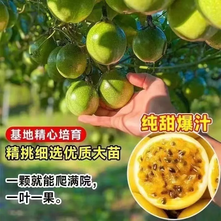 黄金百香果苗黄金9号纯甜不酸百香果嫁接苗四季当年结果正宗九号