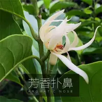 浓香型白兰花盆栽花卉绿植黄兰苗吸甲醛四季开花好养