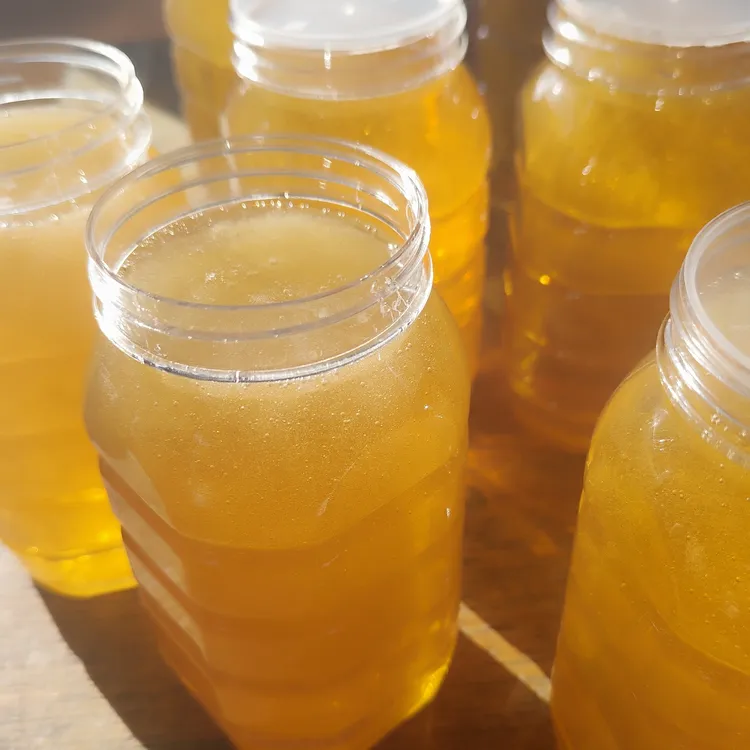 广东鸭脚木蜜（冬蜜）1瓶2斤装 2025年12月份采的冬蜜 