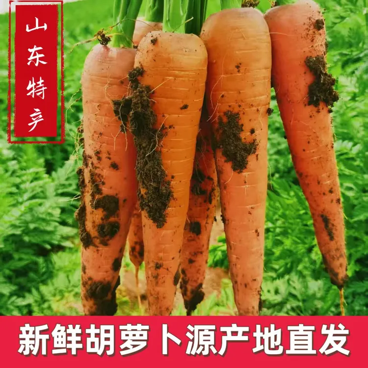 山东特产黑土地无公害现挖新鲜胡萝卜！