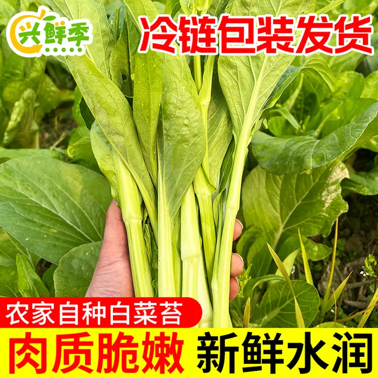 四川白菜苔新鲜蔬菜农家自种现摘菜心当季时令鲜嫩生鲜炒菜食用