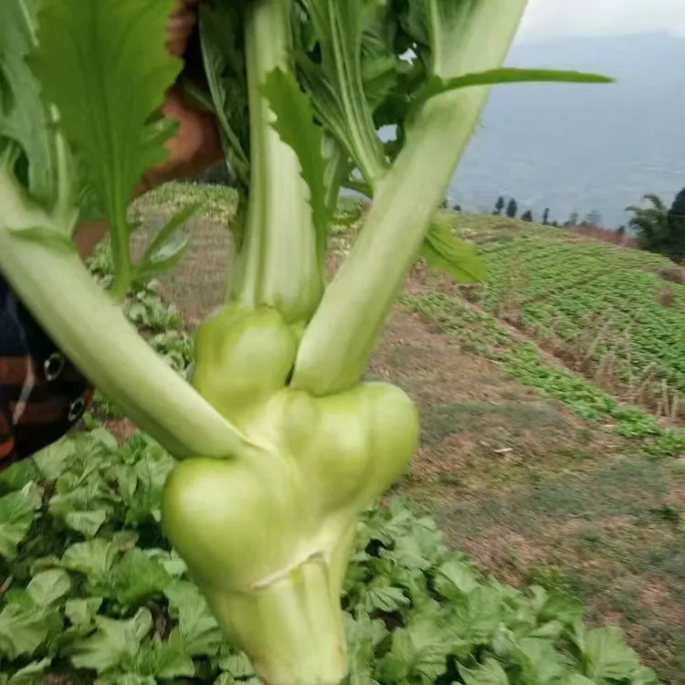 正宗四川特产 榨菜头农家新鲜青菜头菱角菜芥菜 羊角菜