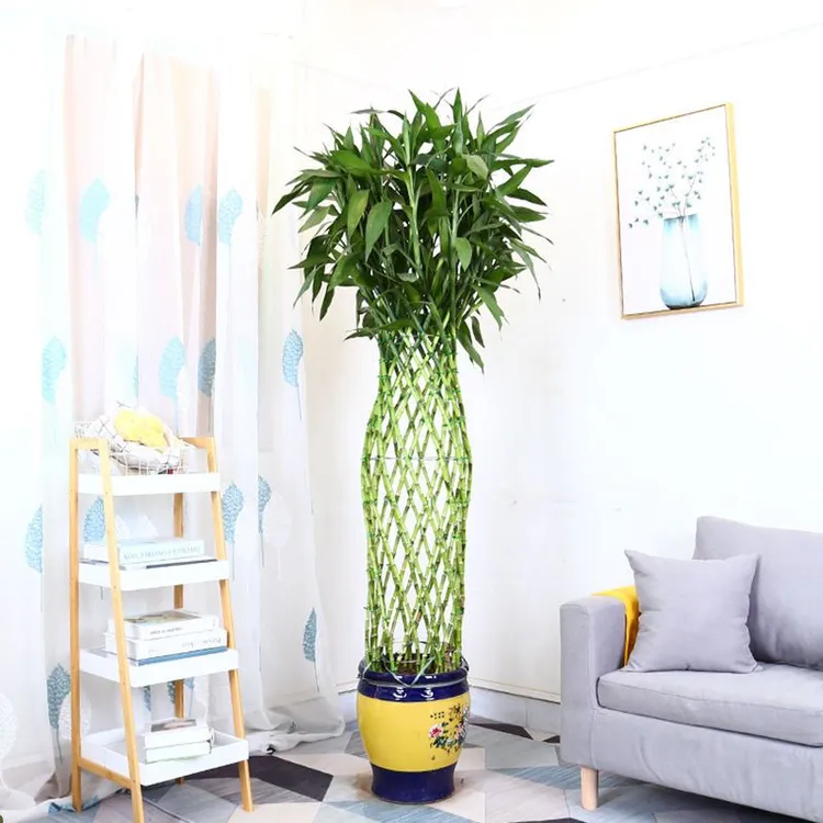 富贵竹笼盆栽开运竹大型绿植办公室客厅室内净化空气植物花卉盆景