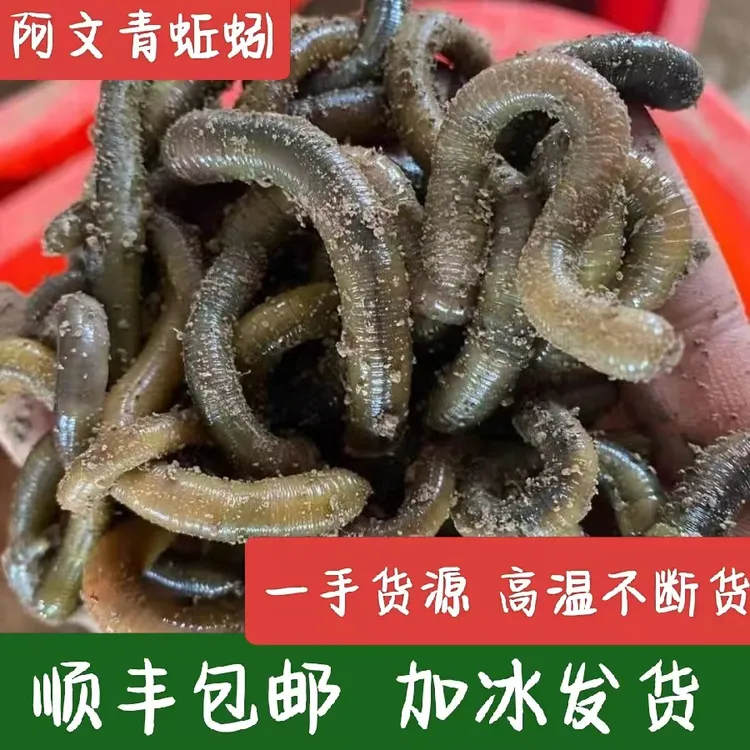 鲜活青蚯蚓黑蚯蚓特大号腥臭活体钓鱼黄鳝诱饵地龙土蚯蚓