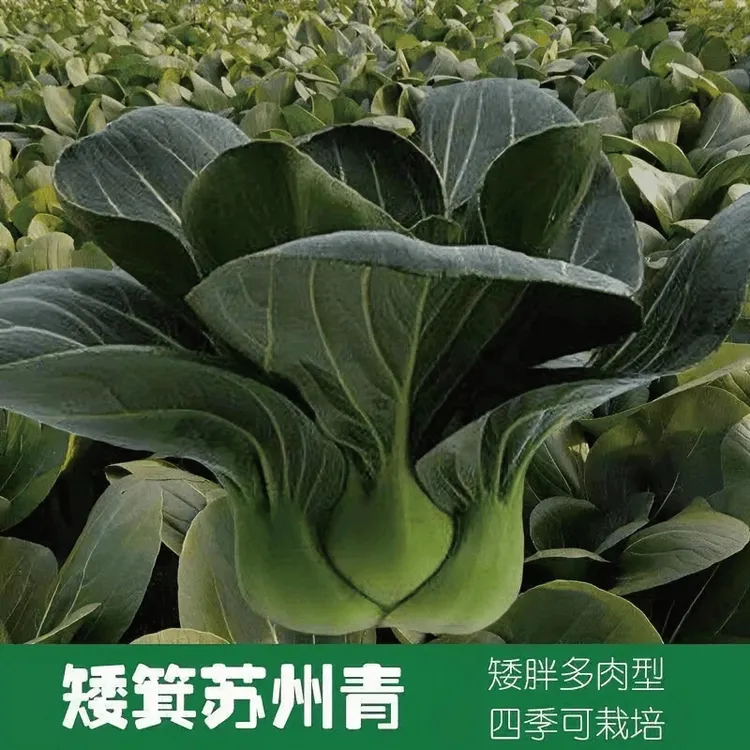 【黑叶苏州青青菜种子】家庭阳台小院盆栽地栽四季种植