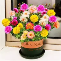 重瓣太阳花盆栽苗大花带根带花苞四季开花植物室内室外好养花卉