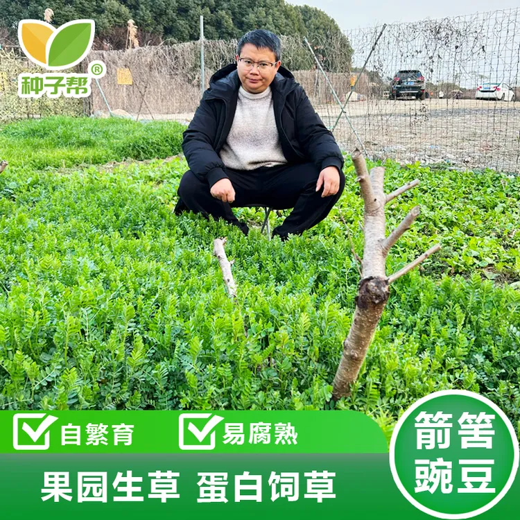 箭筈豌豆净籽，耐旱优质春秋播种低矮果园天然绿肥钾肥，长期利用