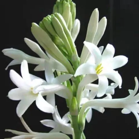 夜来香种子四季花卉驱除蚊虫阳台盆栽月见草籽驱蚊草子