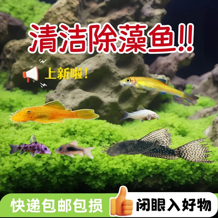 鱼缸清洁观赏鼠鱼黄金胡子大帆水族淡水观赏鱼活体除藻工具鱼肆