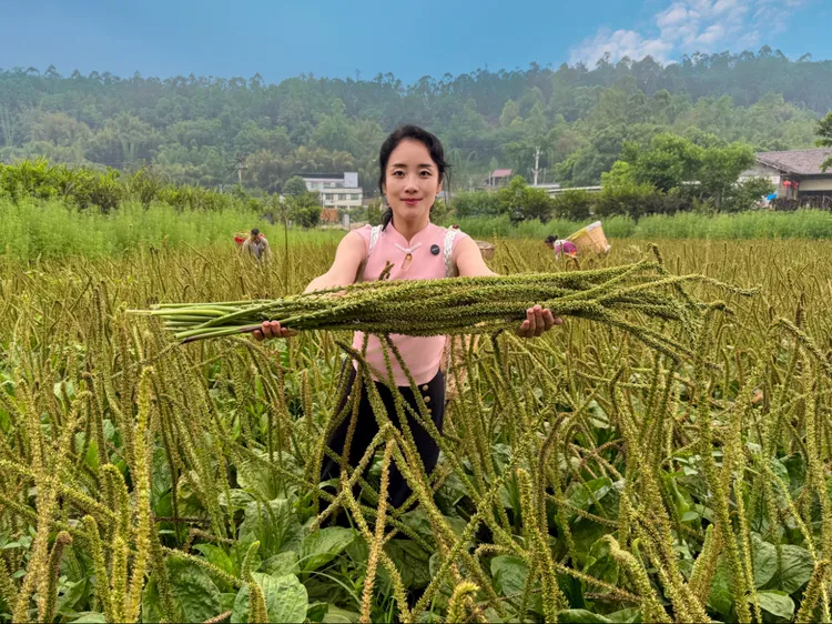 但可中药材车前子种子大叶长穗车前草种子