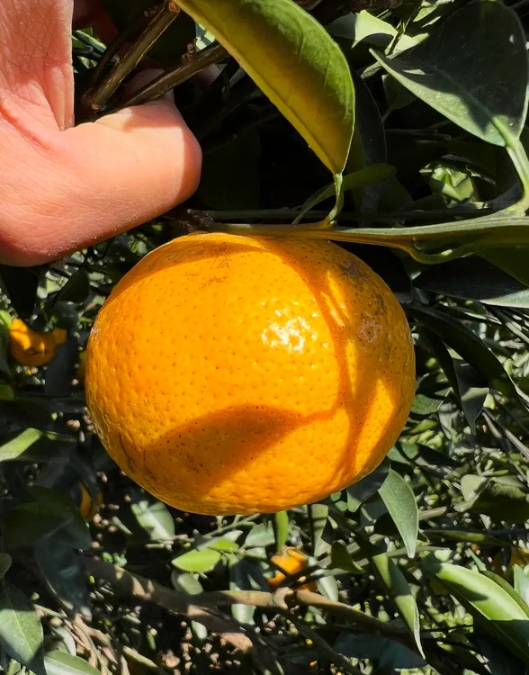 2025年新会茶枝柑原枝大红柑